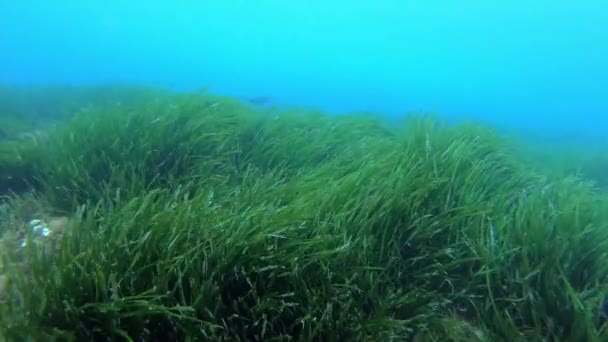 Scène Sous Marine Pêche Oiseaux Cormorans Dans Champ Algues Posidonia — Video