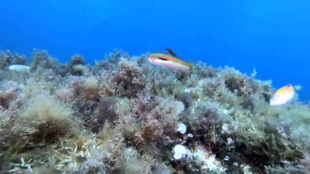 Pequeños Peces Arrecife Coris Julis Cerca Cámara — Vídeo de stock