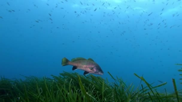 Καστανά Πενιχρά Ψάρια Πάνω Από Πράσινα Φύκια Ποσειδωνίας — Αρχείο Βίντεο