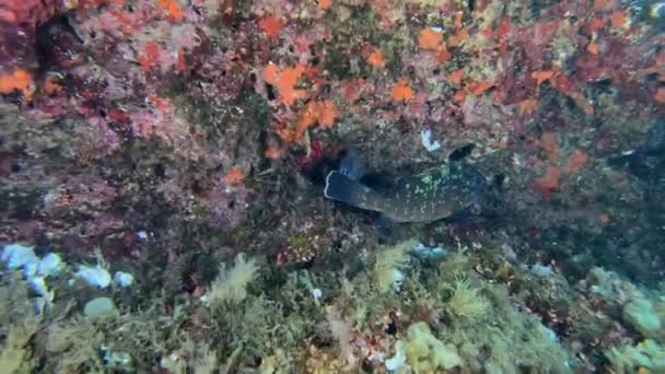 Wildlife Underwater Moray Eel Escapes Camera — Stock Video