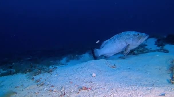 Derin Sualtı Dalışı Akdeniz Orfoz Balığı — Stok video