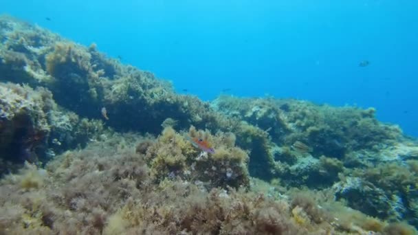 Подводный Пейзаж Риф Средиземного Моря — стоковое видео