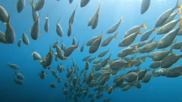 Pov Mediterrâneo Ouro Banhado Peixes Escola — Vídeo de Stock