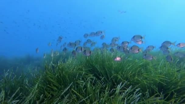 Tauchen Über Eine Posidonia Seegraswiese Fiedl — Stockvideo