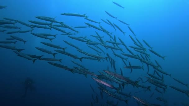 Onderwater Backligh Scene School Van Barracuda Vissen Donkerblauw Water — Stockvideo
