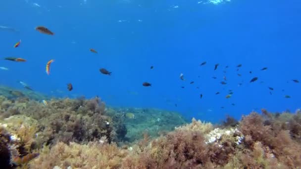 水下景观 地中海珊瑚礁 — 图库视频影像
