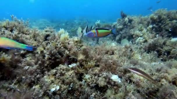Arrecife Peces Del Mar Mediterráneo — Vídeo de stock