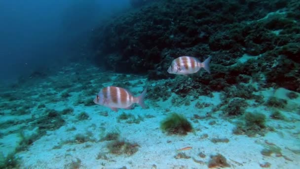 Vissen Onder Water Keizerlijke Brasem Vissen Zwemmen Zeebodem — Stockvideo