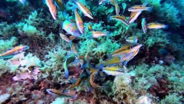 Little Colourful Reef Fishes Close Camera — Stock Video