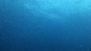 Küçük sardalya balığı Akdeniz 'de tüplü dalış
