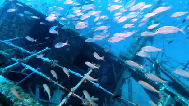 Dykning Skeppsvrak Undervattensscen — Stockvideo