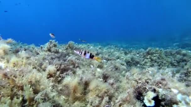 Mediterranean Sea Reef Fish Painted Comber — Stock Video
