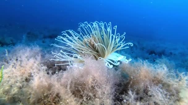 Природа Під Водою Церіантій Глибокому Морському Дні — стокове відео