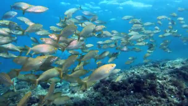 Vida Submarina Cardumen Peces Con Bandas Oro Lecho Marino Mediterráneo — Vídeo de stock