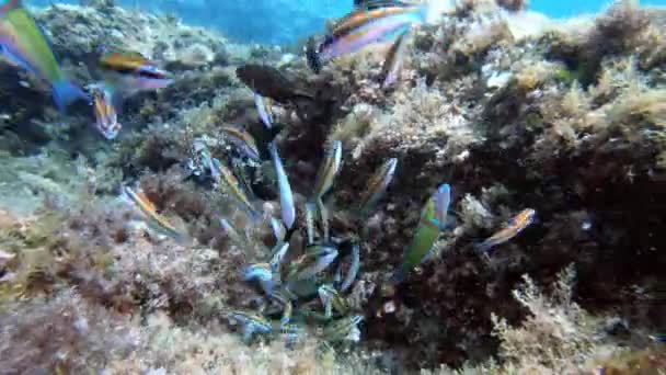 Kleine Kleurrijke Vissen Zwemmen Dicht Bij Camera — Stockvideo