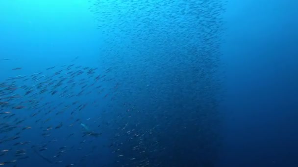Vilt Vatten Barracudas Jagar Sardiner Betesboll — Stockvideo