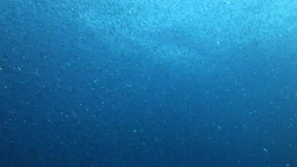 Little Sardines Baitball Scuba Diving Mediterranean Sea — Stock Video