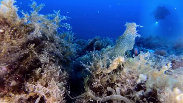 Natuur Onder Water Klein Geel Zeepaardje Zeebodem — Stockvideo