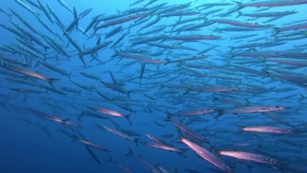 Veyr Stor Shcool Barracuda Fisk Clen Blått Havsvatten Dykning Mallorca — Stockvideo