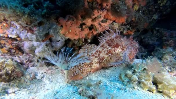地中海海洋生物 海底平静的红蝎鱼 — 图库视频影像