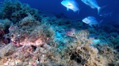 Su altında vahşi yaşam - Moray yılan balığı kamerayı kovalıyor