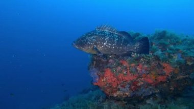 Deniz yaşamı - Derin mavi deniz suyunda balık
