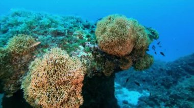 Suyun altında vahşi yaşam - Deniz yatağının üzerinde sessiz kızıl akrep balığı