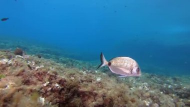 Suyun altında vahşi yaşam - Deniz yatağının üzerinde sessiz kızıl akrep balığı