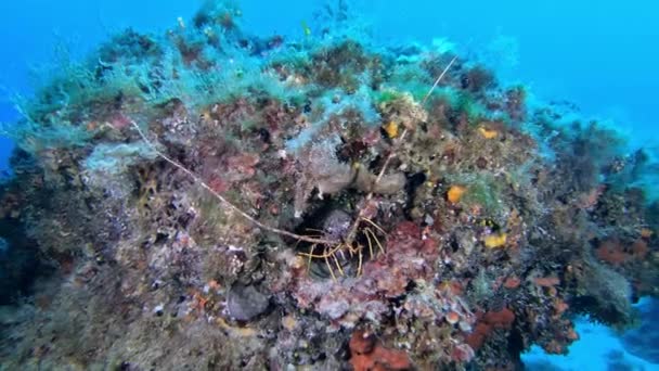 Lagosta Mar Mediterrâneo Uma Cena Subaquática Colorida — Vídeo de Stock