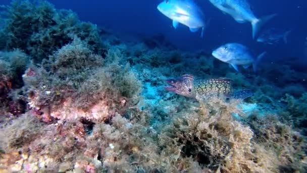 Vida Salvaje Submarina Moray Anguila Persigue Cámara — Vídeo de stock