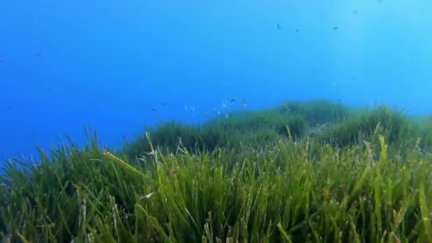 Pov Dykning Över Grön Posidonia Havsbotten — Stockvideo