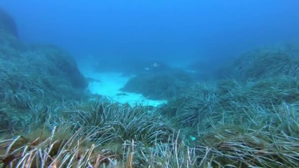 Vida Marine Pequeña Mancha Gris Nadando Sobre Fondo Del Mar — Vídeo de stock