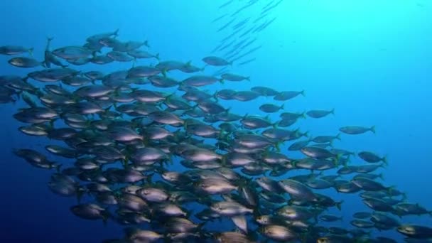 Underwater Life Mediterranean Gold Banded Fishes Barrrcudas — Stock Video