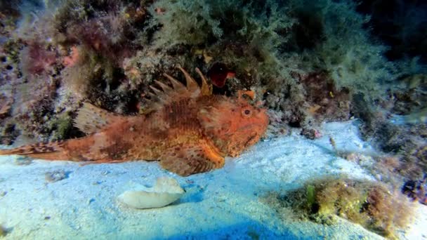 Fauna Selvatica Subacquea Pesce Scorpione Rosso Tranquillo Sul Fondale Marino — Video Stock