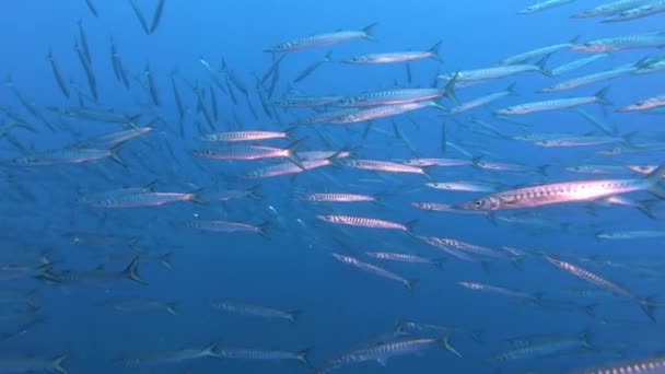 Undervattensliv School Barracudas Rent Blått Vattenunderw — Stockvideo