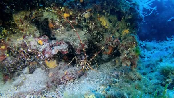 Undervattensscen Havskräfta Medelhavet — Stockvideo