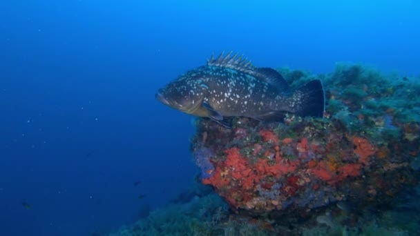 Морская Жизнь Grouper Fish Deep Blue Sea Water — стоковое видео