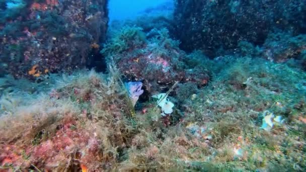Дика Природа Під Водою Червона Скорпіонна Риба Тихо Над Морем — стокове відео