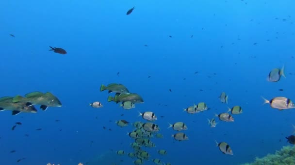 野生生物水中 海底に静かに赤いサソリ魚 — ストック動画