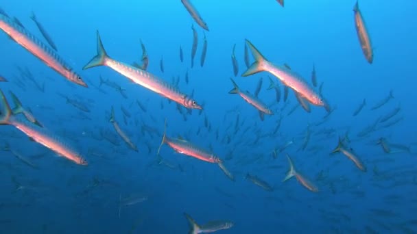 Pov Scuba Dving School Barracudas — Stock Video