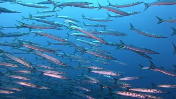 Undervattensliv Mycket Stor Skola Barracuda Fisk — Stockvideo