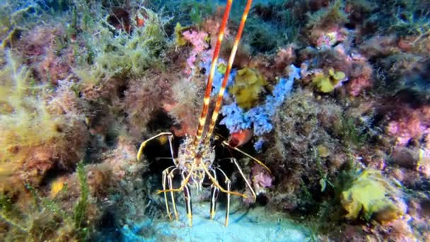 Underwater Scene Lobster Colourful Reef — Stock Video