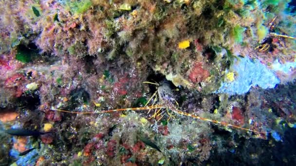 Dzika Przyroda Pod Wodą Czerwony Skorpion Ryby Ciche Nad Dnem — Wideo stockowe
