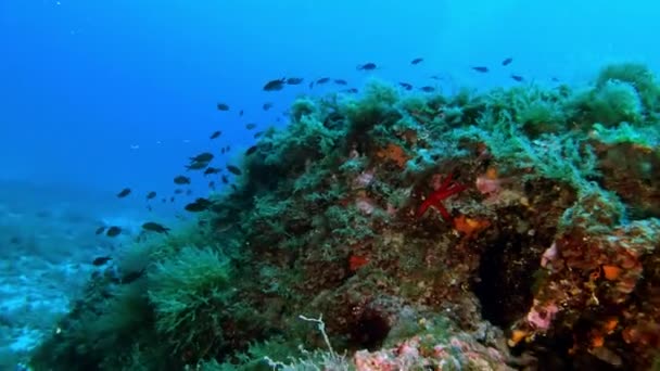 Suyun Altında Vahşi Yaşam Deniz Yatağının Üzerinde Sessiz Kızıl Akrep — Stok video