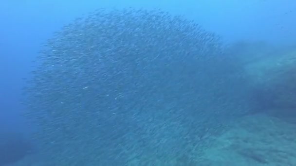 Дикая Природа Водой Красный Скорпион Рыбы Тихо Над Морским Дном — стоковое видео
