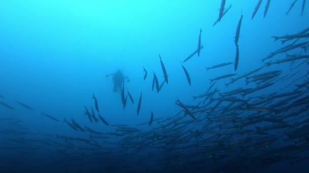 Dykare Mörkt Grumligt Vatten Med Skola Barraduca Fisk — Stockvideo