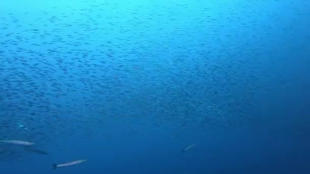 Vilt Vatten Röd Skorpionfisk Tyst Över Havsbotten — Stockvideo