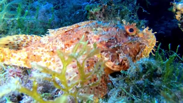 Дика Природа Під Водою Червона Скорпіонна Риба Тихо Над Морем — стокове відео
