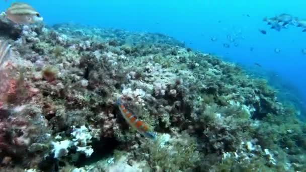 Faune Sous Marine Poisson Scorpion Rouge Calme Dessus Fond Marin — Video