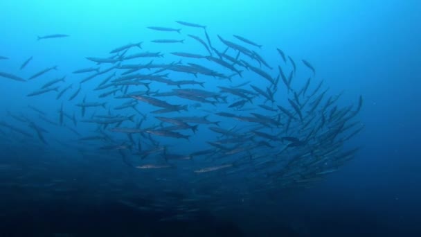 Дикая Природа Водой Красный Скорпион Рыбы Тихо Над Морским Дном — стоковое видео